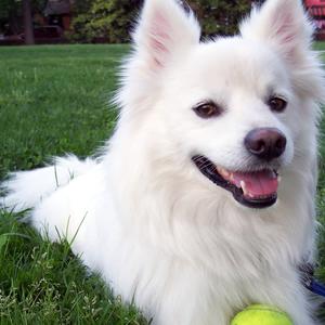 American Eskimo Dog