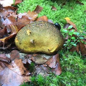 Pigskin Poison Puffball