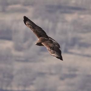 Common Buzzard