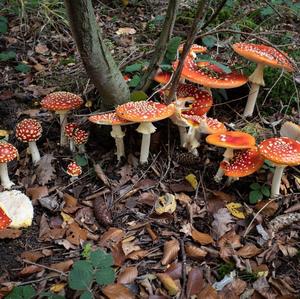 Fly Agaric