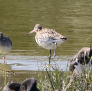 Bar-tailed Godwit