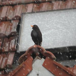 Eurasian Blackbird