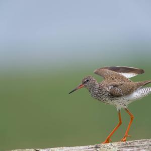 Common Redshank