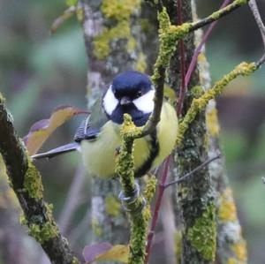 Great Tit