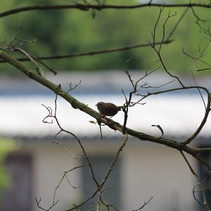 Winter Wren