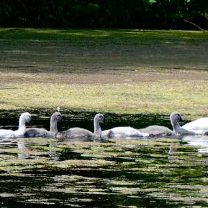 Höckerschwan