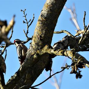 Great Spotted Woodpecker