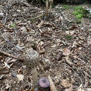 Parasol Mushroom