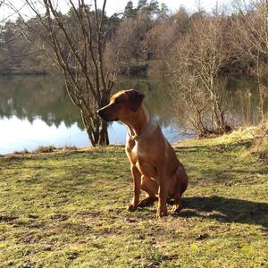 Rhodesian Ridgeback