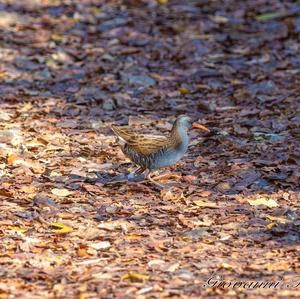 Water Rail