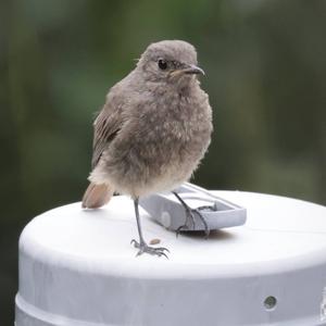 Black Redstart