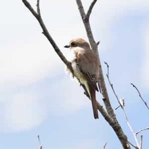 Red-backed Shrike