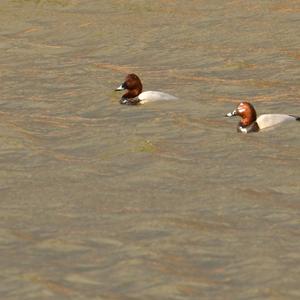 Common Pochard