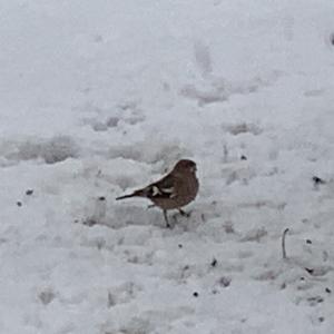 Eurasian Chaffinch