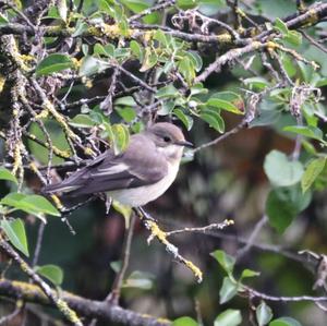 European Pied Flycatcher