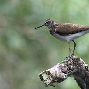 Waldwasserläufer