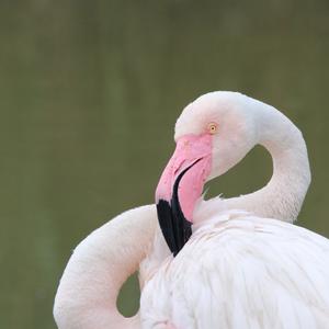 Greater Flamingo