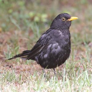 Eurasian Blackbird