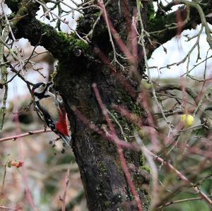 Great Spotted Woodpecker