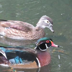 Wood Duck