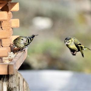 Eurasian Siskin