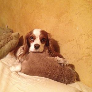 Cavalier King Charles Spaniel