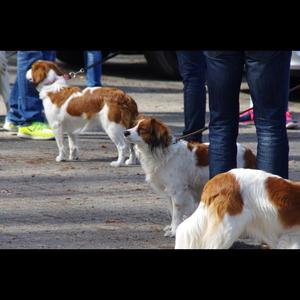 Kooikerhondje