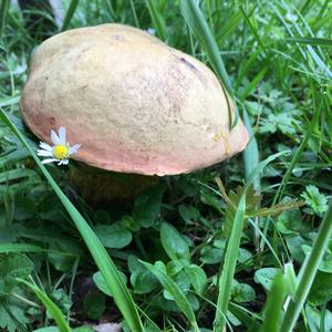 Lurid Bolete