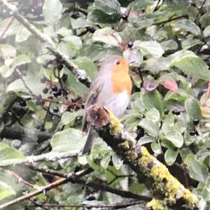 European Robin