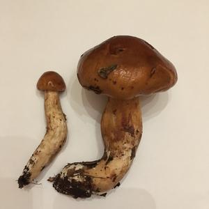 Unbekannte Art