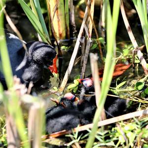 Common Moorhen