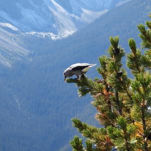 Clark's Nutcracker