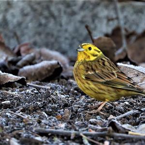 Yellowhammer