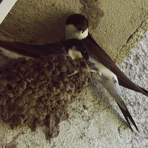 Northern House-martin