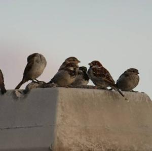 House Sparrow