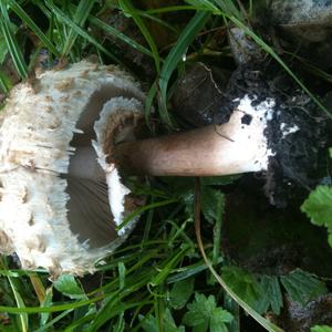 Shaggy Parasol