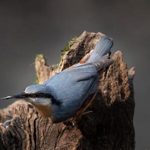 Wood Nuthatch