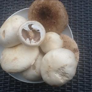 Red-staining Mushroom