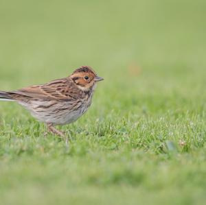 Little Bunting