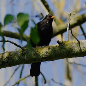 Eurasian Blackbird