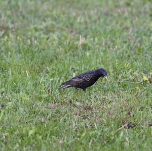 Common Starling