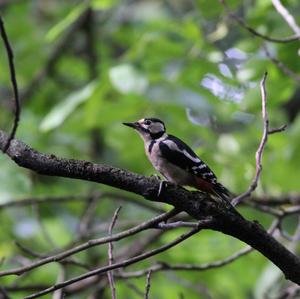 Great Spotted Woodpecker