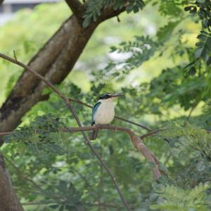 Collared Kingfisher