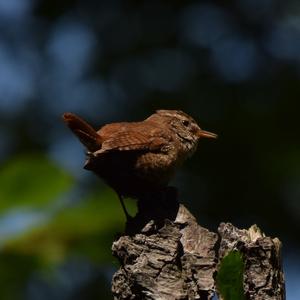 Winter Wren