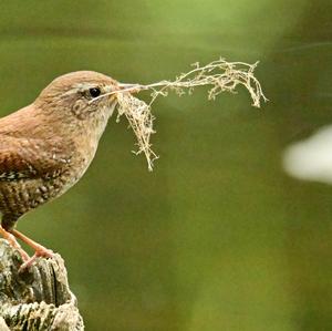 Winter Wren