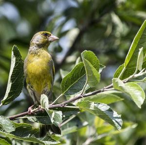 European Greenfinch