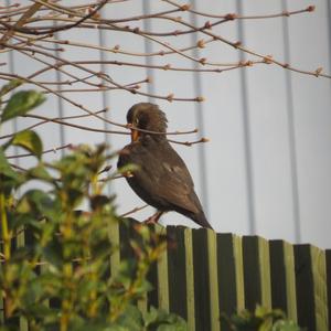 Eurasian Blackbird