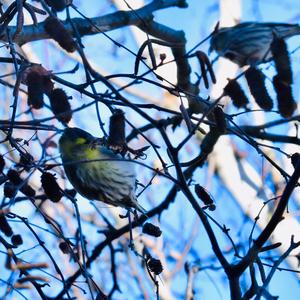 Eurasian Siskin