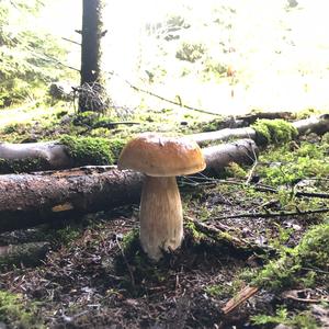 King Bolete