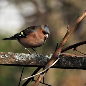 Eurasian Chaffinch